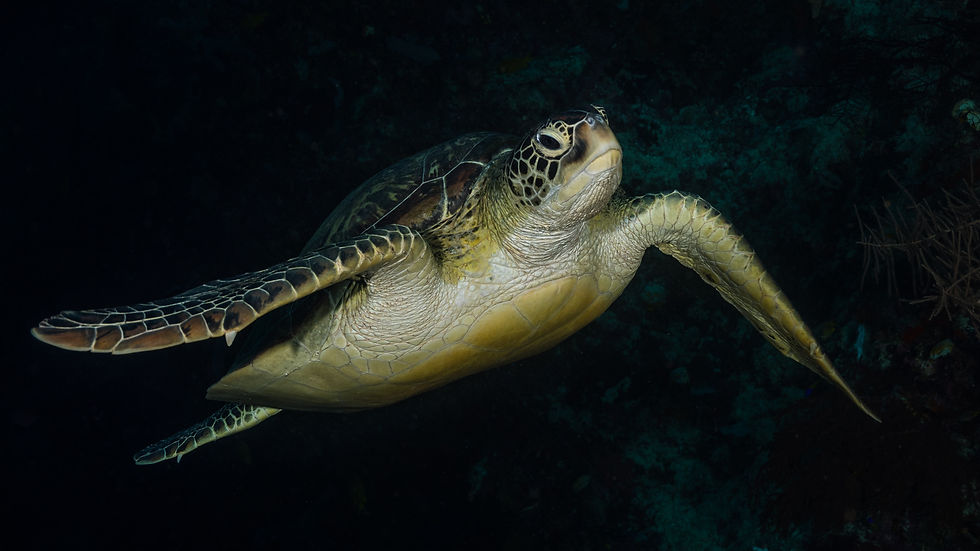 Schildkröte_C170043-_-2.jpg