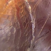 fascia-tissus conjonctif