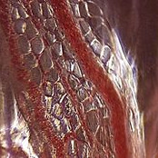 fascia-tissus conjonctif
