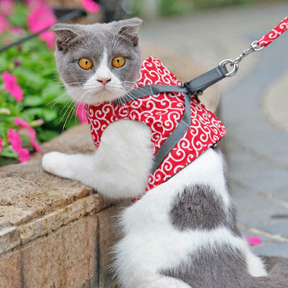 Thumbnail: Breathable Pet Dog Cat Rabbit Vest Outdoor Travel Harness Leash Set for Puppy