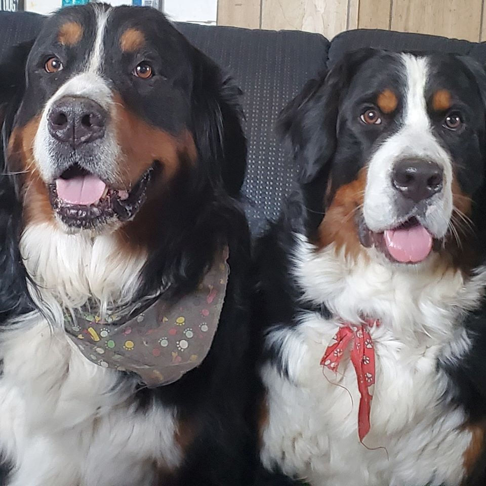 70658436_10219726189089308_7186238197611