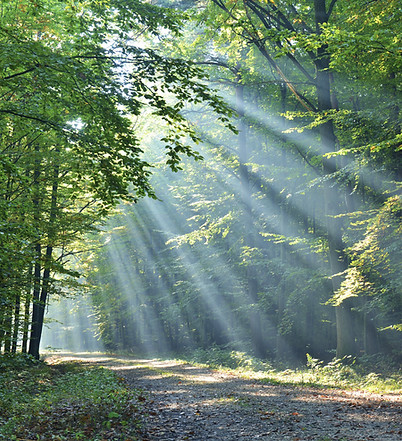 Wald