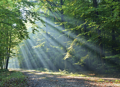 Forêt