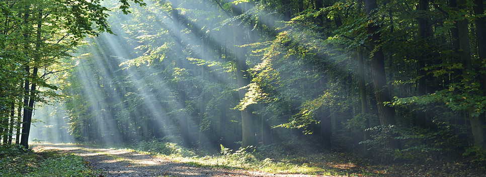 Forêt