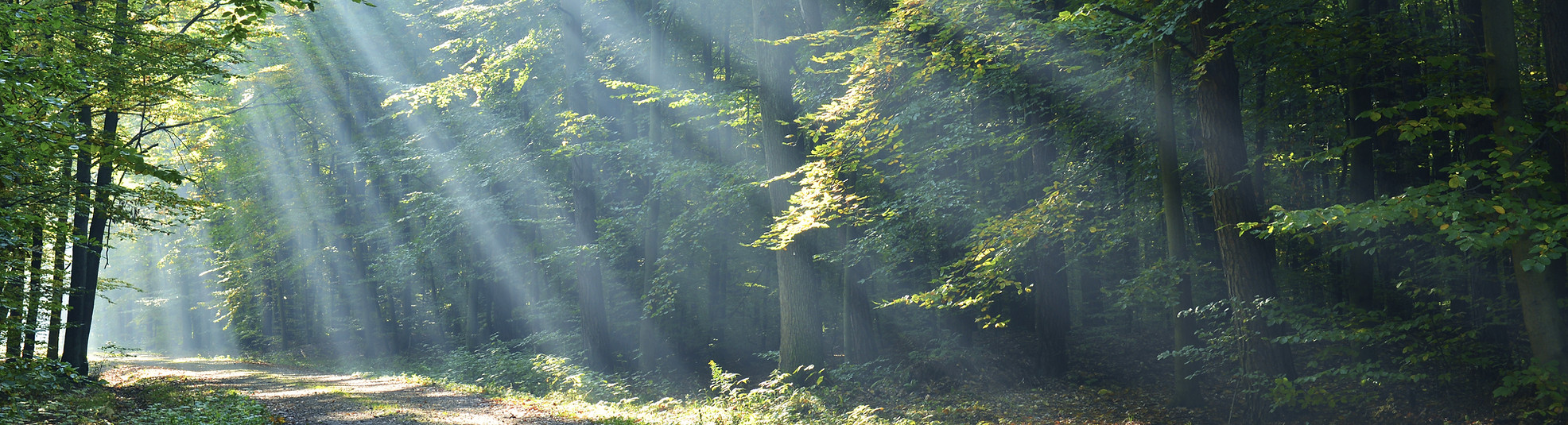 Forest With Sunrays