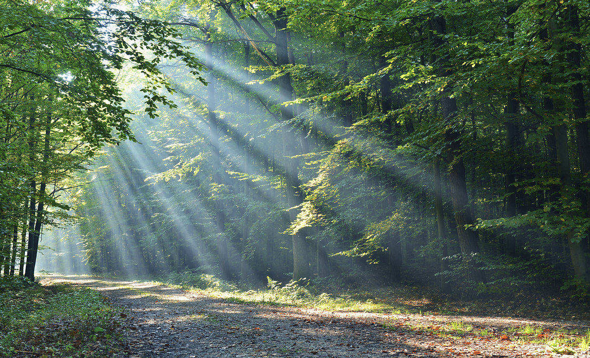 Wald