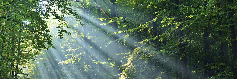 Forêt