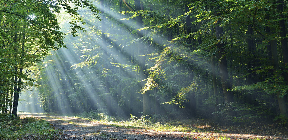 free lesson plan and resources about ecology and forest biomes