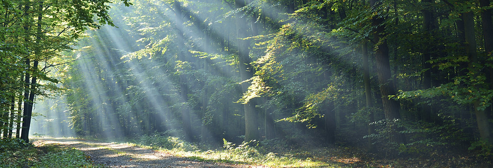 Wald