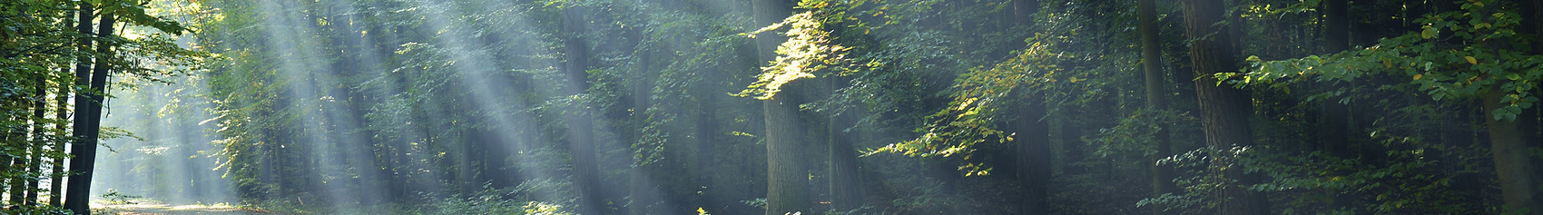 Forest pathway with sunshine coming through.