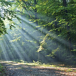 Bosque