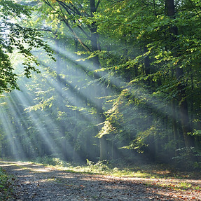 BE:WEG T - Andrea Marstaller-Zeh Natur Coaching