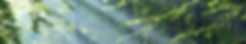 Forêt