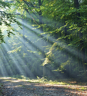 Forêt
