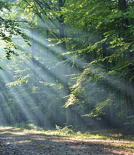 Forêt