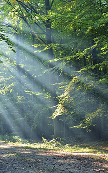 Wald