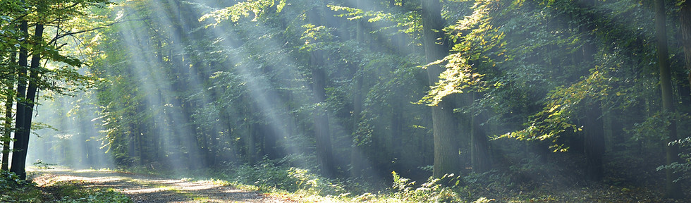 Wald