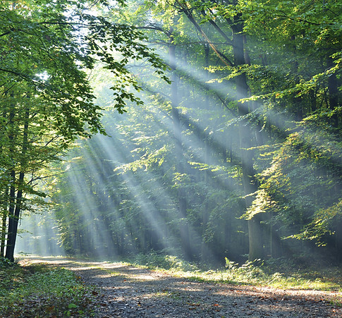 Lichtstrahlen im Wald