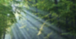 Wald