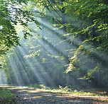 Skog