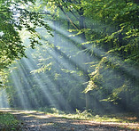 Skog
