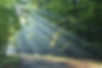forest, Wald, gozd, kocevje