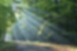 Image of tall gren trees with sunlight shining through