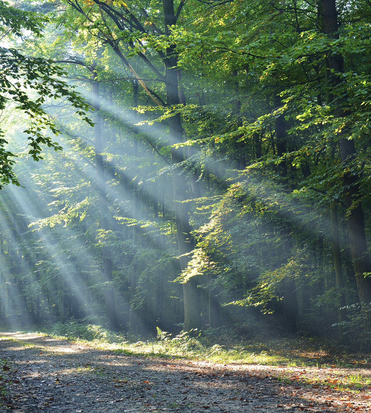 Forêt