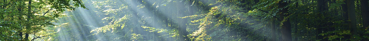 Wald