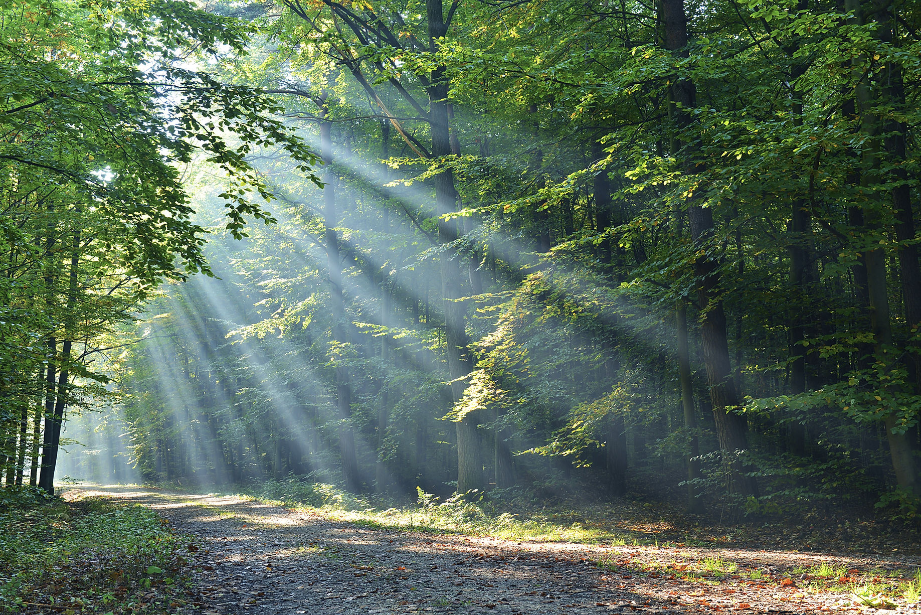 Lichtung im Wald Coaching Stimmung