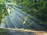 Soft sunlight streaming through tall green trees, evoking calm and connection to nature, and a sense of feeling grounded.