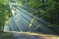 Sunlight streaming through woodlands