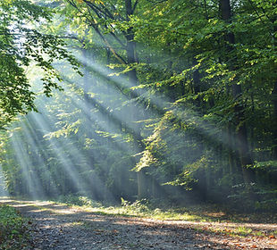 Wald