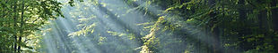 Wald