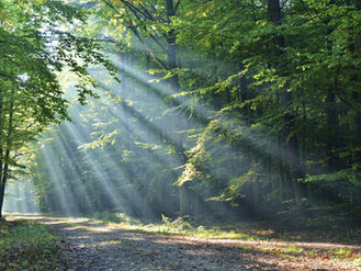 Seeing the Forest Through the Trees: Coping with Emotions