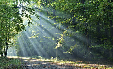 Forêt
