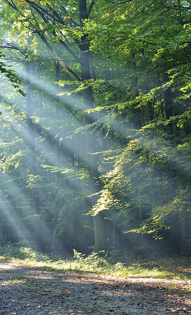 Wald