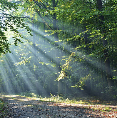 Wald