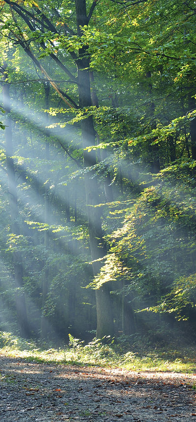 Wald