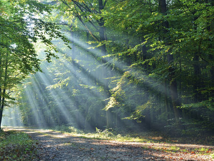 Essay by Don Lane: "A Gift of the Spirit and a Software App"