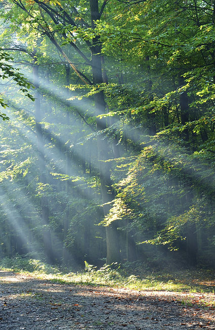 Dichter grüner Wald mit Sonnenstrahlen, die durch das Blätterdach fallen