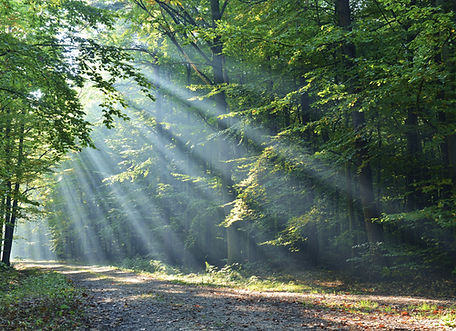 Wald