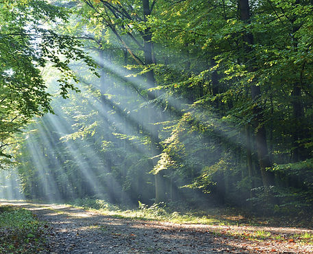 Sunlight in the forest