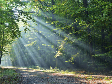 Benefits of Hugging Trees and Forest Bathing