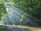 Soft sunlight streaming through tall green trees, evoking calm and connection to nature, and a sense of feeling grounded.