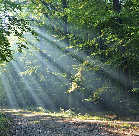 Wald