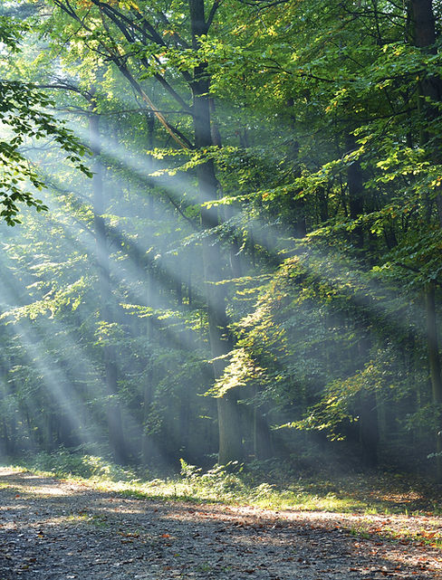 Wald