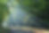 Forêt