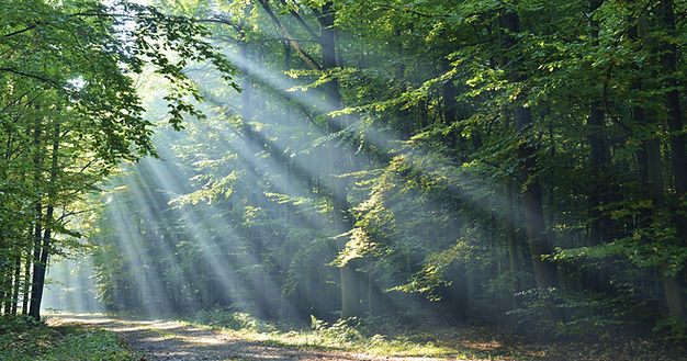 Wald