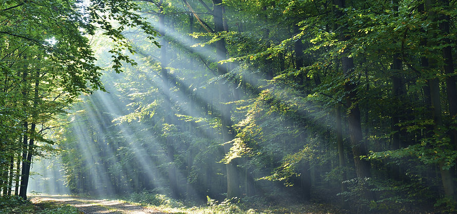 Forest With Sunrays